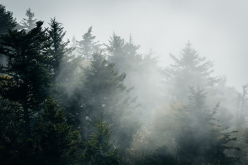 Trees in fog, at Grandfather Mountain, North Carolina.