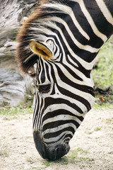 Naklejka premium Grazing Zebra