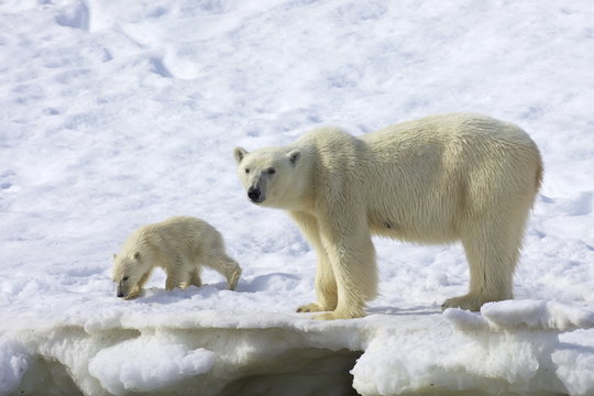 Polar bear mother and six month-old cub in snowy landscape in Arctic summer, Holmiabukta, Northern Spitzbergen, Svalbard