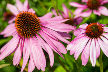 Echinacea