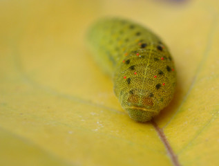 caterpillar on yellow leaf