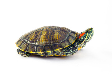 one Pond slider isolated on the white background.closeup.