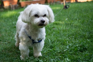 Small white maltese dog in garden. Slovakia