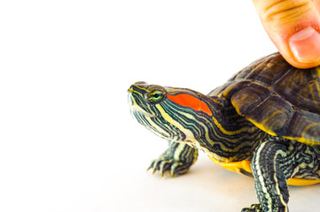 Fototapeta premium one Pond slider isolated on the white background.closeup.