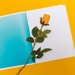 Yellow Rose. Minimal. Art design. Fashion concept. Card. Write s
