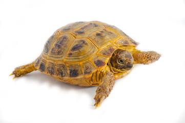 Naklejka premium one Pond slider isolated on the white background.closeup.