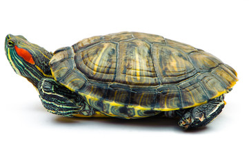 Obraz premium one Pond slider isolated on the white background.closeup.