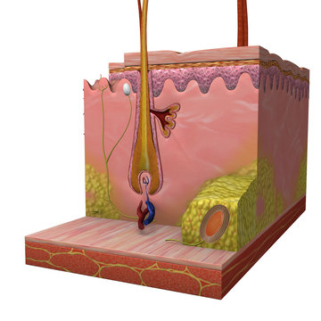 Anatomy of Skin and Hair Folicle