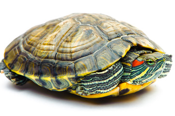 one Pond slider isolated on the white background.closeup.