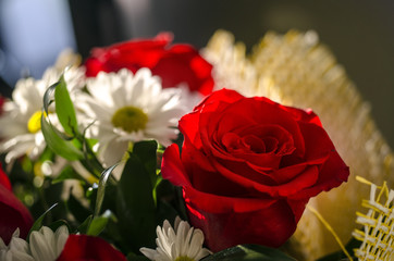 Bouquet of fresh roses, red roses heads and chamomile flowers mixed