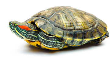 one Pond slider isolated on the white background.closeup.