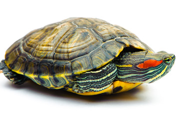 Fototapeta premium one Pond slider isolated on the white background.closeup.