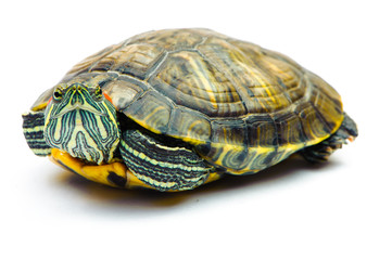 Obraz premium one Pond slider isolated on the white background.closeup.