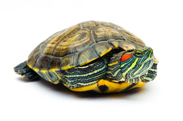 one Pond slider isolated on the white background.closeup.