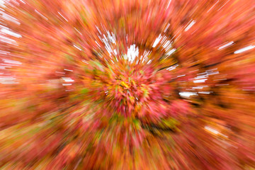 Fall color, abstract leaf zoom blur effect
