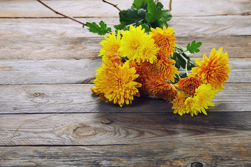 chrysanthemum isolated on white background