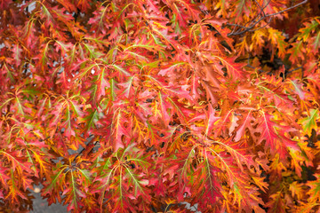 Fall color, close up of an oak tree branch with red and green leaves
