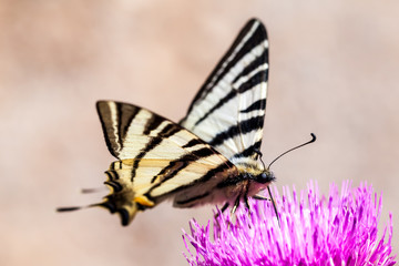 Scarce Swallowtail (Iphiclides podalirius) on purple flower