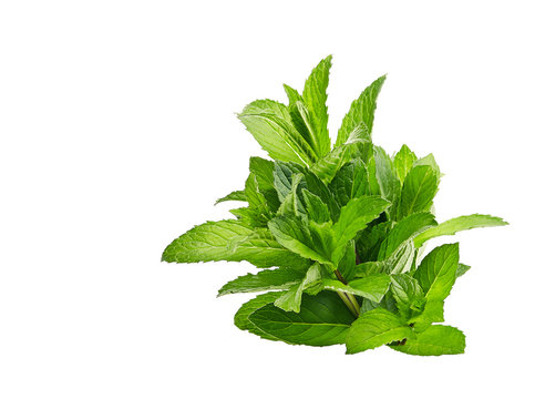 peppermint on isolated on white