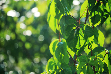 A branch of grape in sunny summer day 