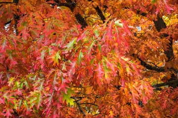 Fall color, close up of an oak tree branch with red and green leaves
