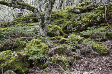 rocas con musgo en un bosque  verde lleno de humedad