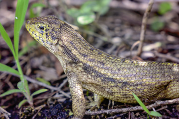Lizard