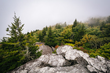View of trees in fog from Black Rock, at Grandfather Mountain, i