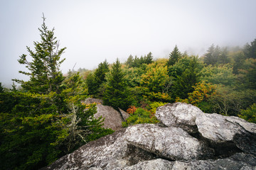 Obraz premium View of trees in fog from Black Rock, at Grandfather Mountain, i
