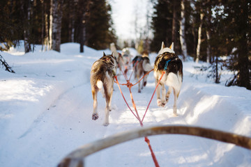 view from a dog sled