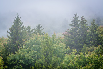 Fototapeta premium View of trees in fog from Black Rock, at Grandfather Mountain, i