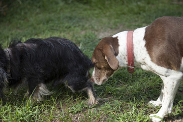 Bird dog greeting a smaller dog