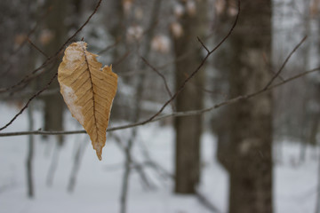 Single Beech Leaf on Barren Tree
