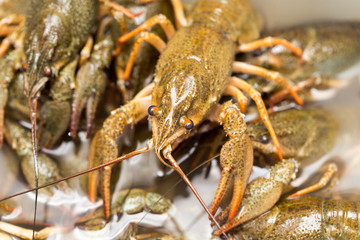 Live crayfish in the water as a background