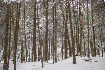 Beautiful Forest in Winter
