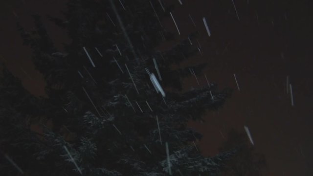 Snow falls on the background of fir. 
Spruce branches on a winter night during a snowfall. Christmas Time
