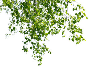Naklejka premium Brzoz gałązki z młodymi zielonymi jaśnienie liśćmi wieszają w dół odosobnionego