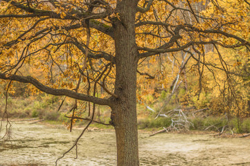 Autumn tree