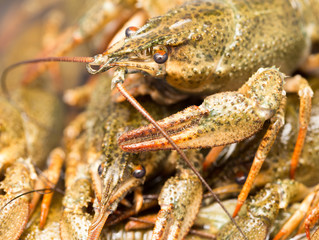 Live crayfish in the water as a background