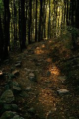 Trail in the woods. Slovakia