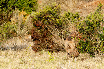 Common warthog hiding between the bushes
