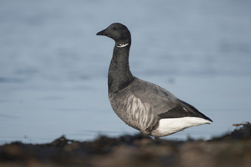 Brent Goose, Branta bernicla