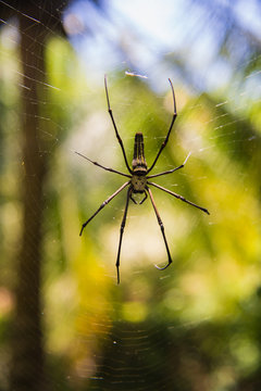 A long-legged spider hanging from a tree on a background of yellow-green forests (Indonesia)