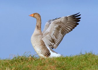 European Greylag Goose (Anser Anser) flapping his wings