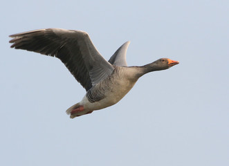 Fototapeta na wymiar Mature European Greylag Goose (Anser Anser) in fast flight