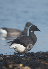 Brent Goose, Branta bernicla