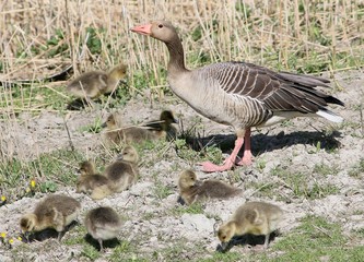 European Greylag Goose (Anser Anser) with several ducklings