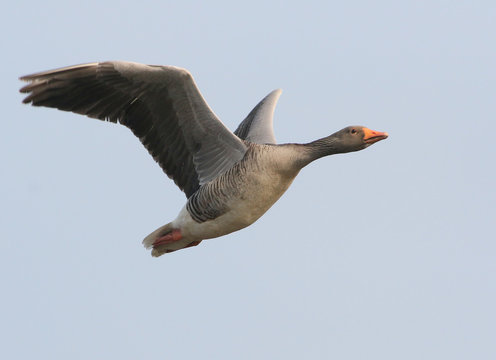 Mature European Greylag Goose (Anser Anser) in fast flight