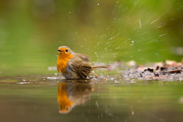 Robin