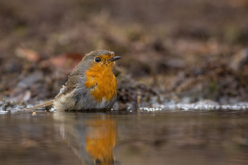 Robin